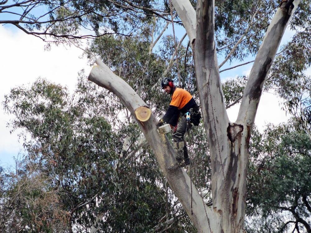 Image of Arborist For Tree Removal