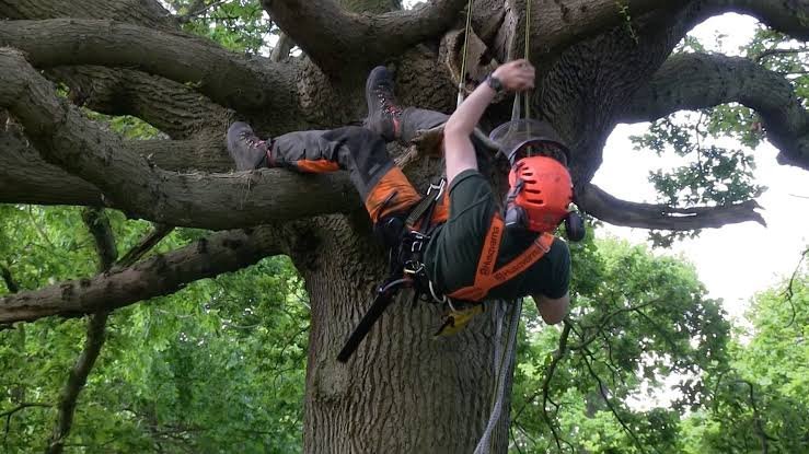 Reasons to Hire an Arborist