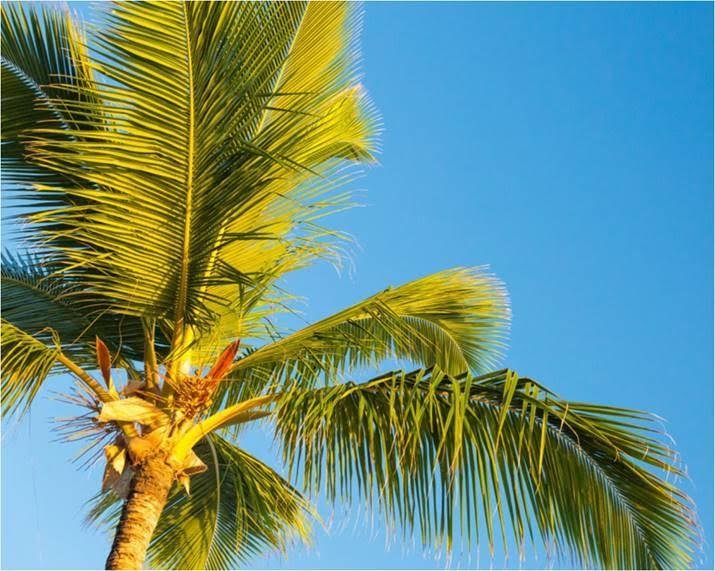 Image of Palm Tree Removal