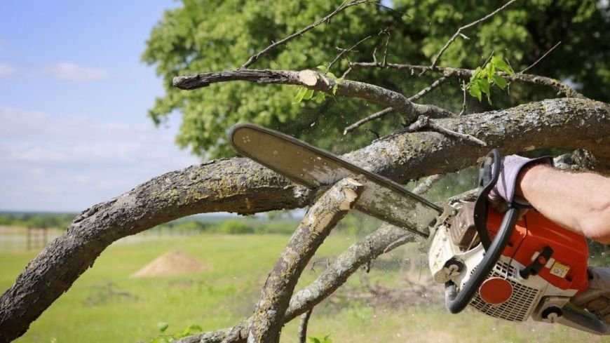 Five Crucial Factors for Tree Removal