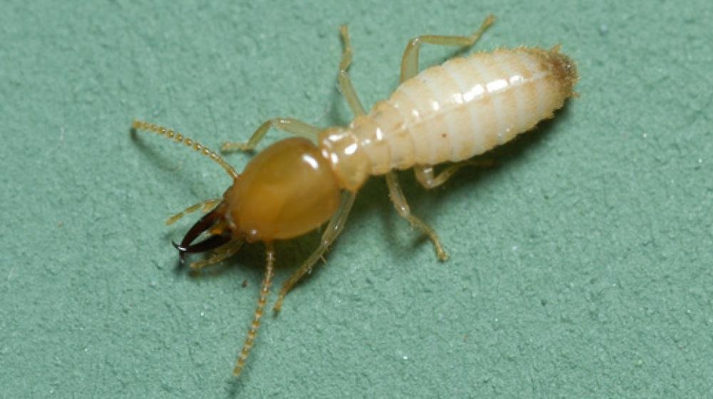 Image of Termite Treatment
