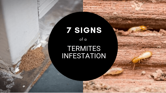 termites Adelaide