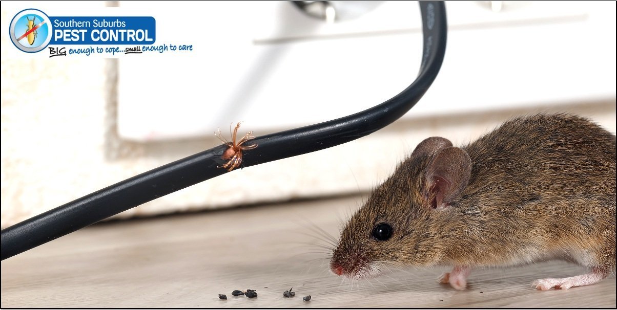 Pest Control Adelaide Rats