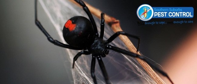 spider pest control Adelaide