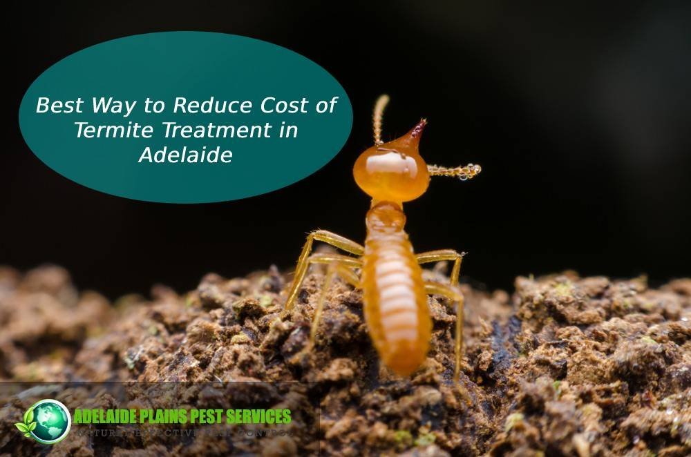 Termite Treatment Adelaide