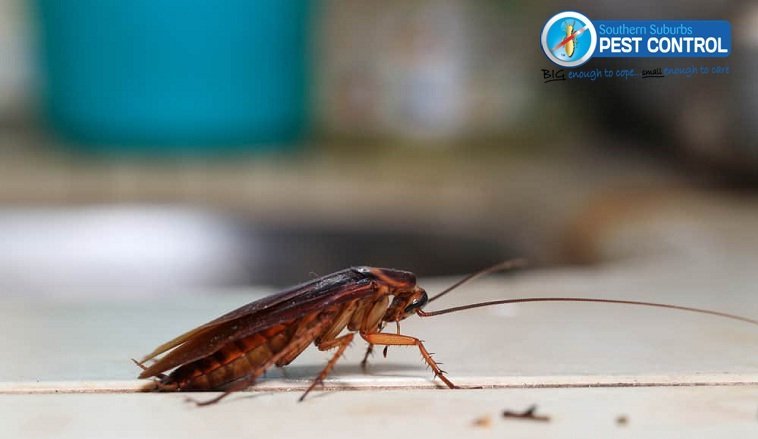 cockroach removal in Adelaide