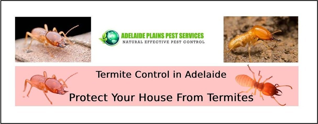 termite treatment Adelaide 