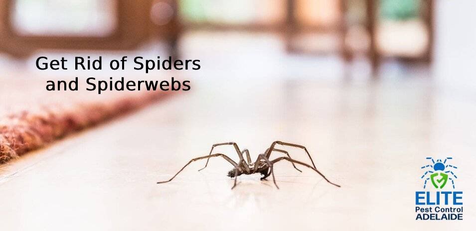 spider pest control adelaide