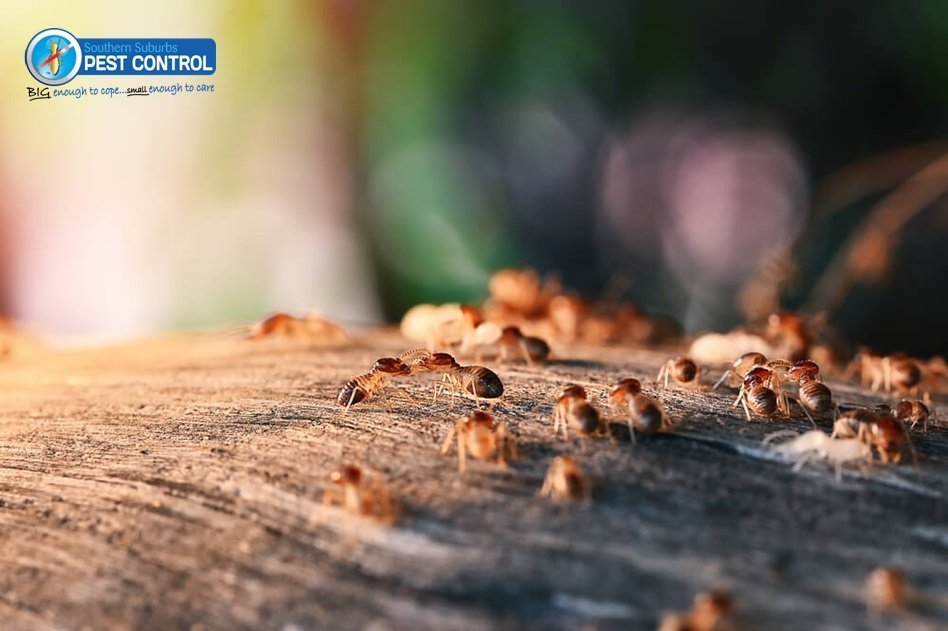 Termite Treatment Cost