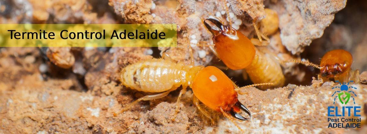 Termite Control Adelaide