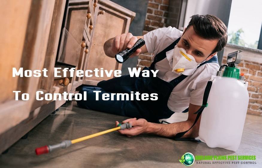termite control Adelaide