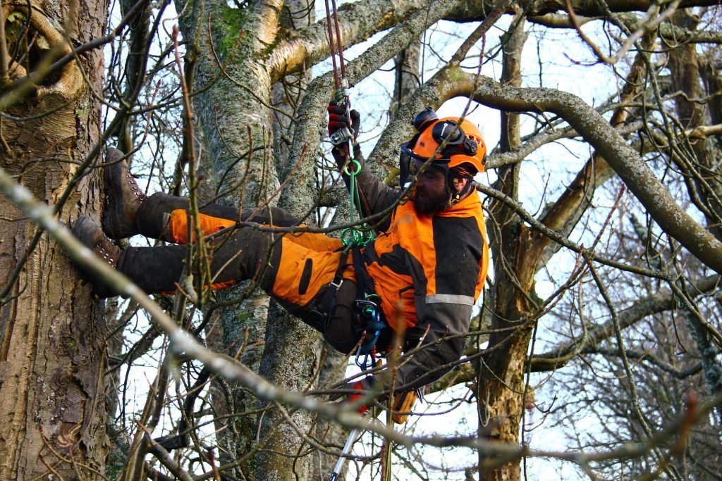 tree arborist Adelaide