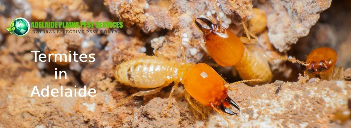 termites adelaide