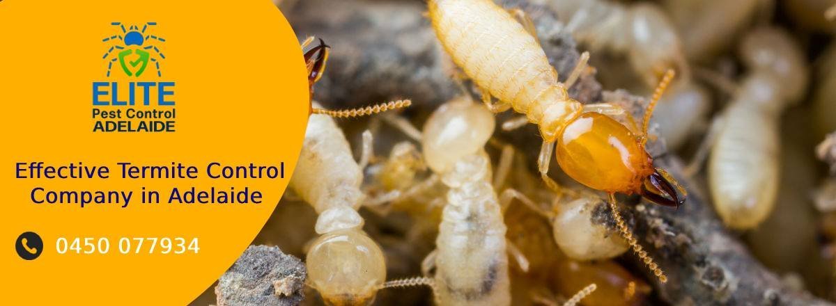 Termite Control Adelaide
