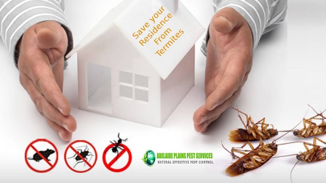 termite control adelaide