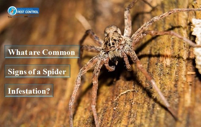 Spider Infestation Adelaide