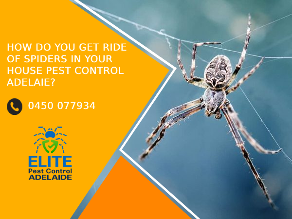 spider pest control Adelaide