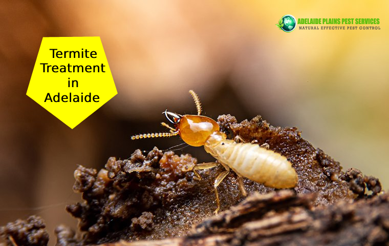 Termite Treatment Adelaide