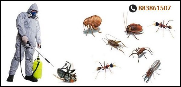 Reasons of Pest Problem