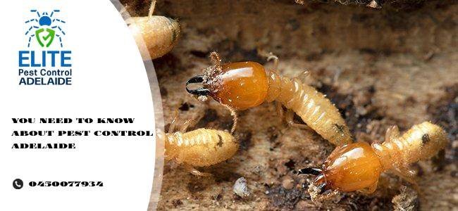 pest control adelaide