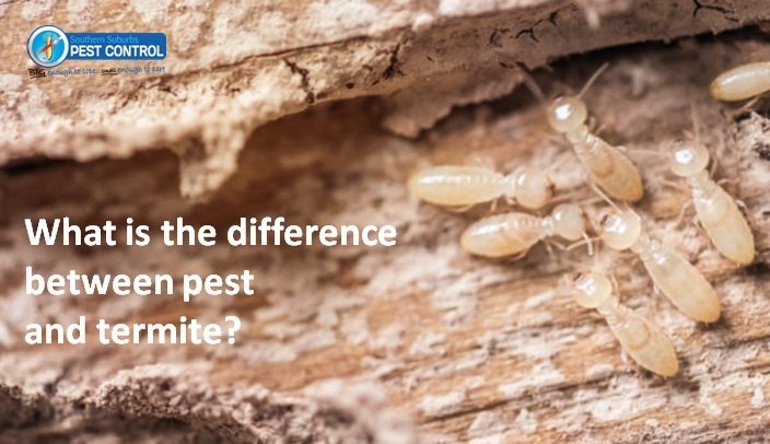 What is the difference between pest and termite?