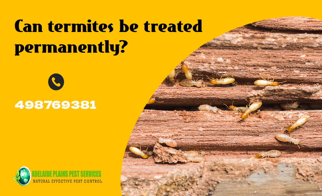 termites adelaide