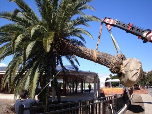 Palm Tree Removal Adelaide