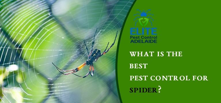 spider pest control adelaide