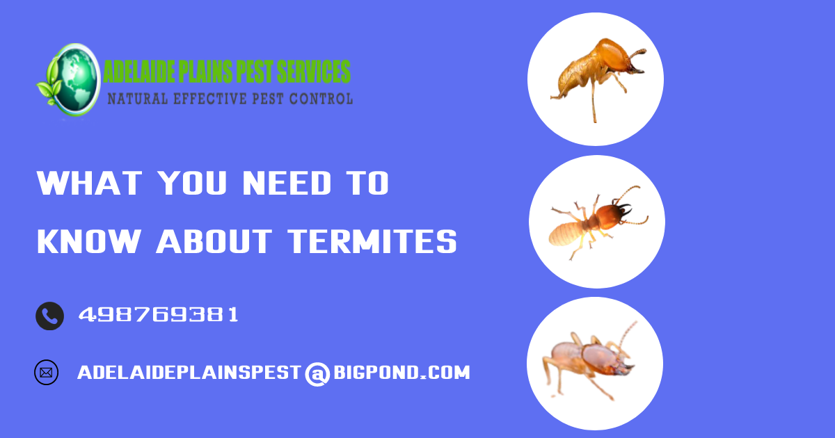 termites Adelaide