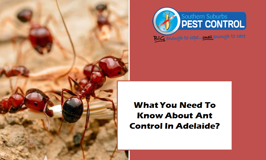 Ant Control in Adelaide