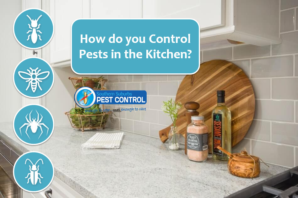 How do you Control Pests in the Kitchen?