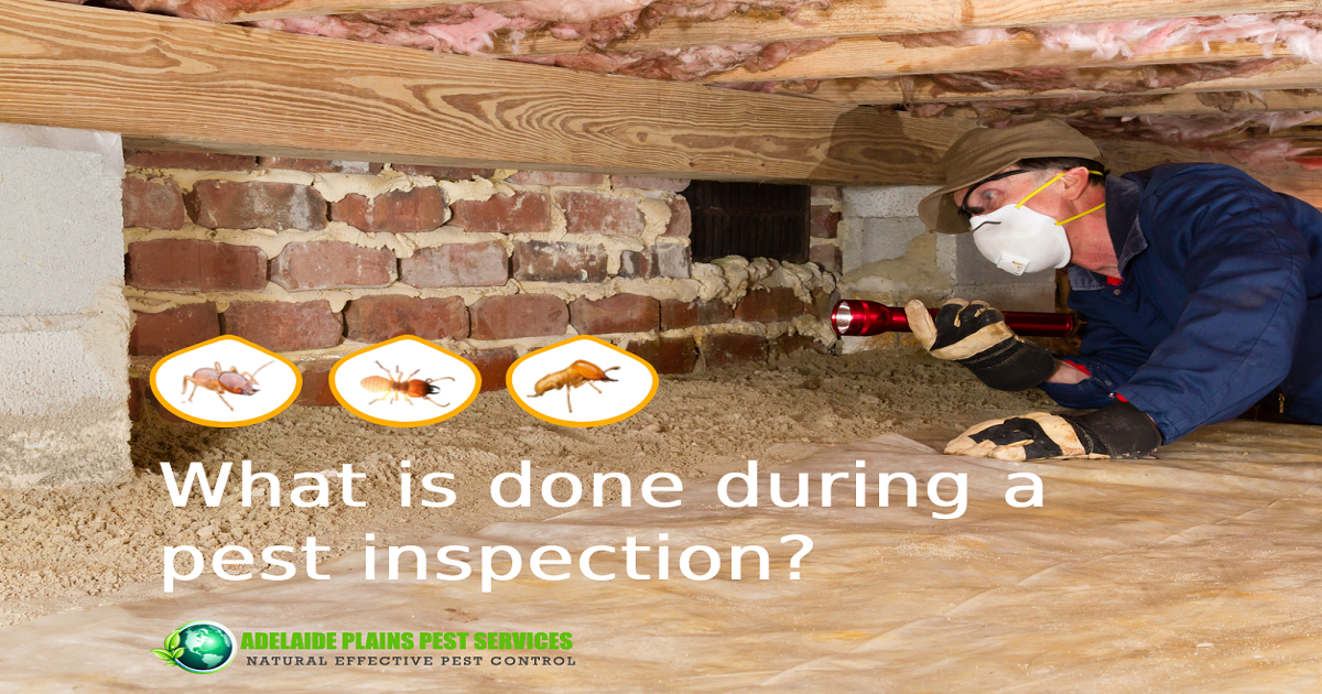pest inspection adelaide