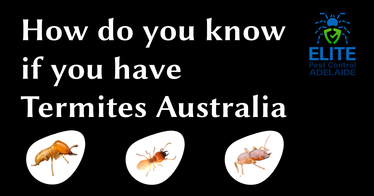 Termite Control Adelaide