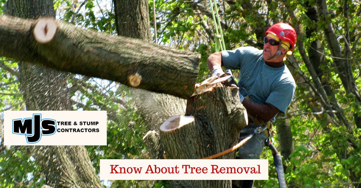 Know About Tree Removal