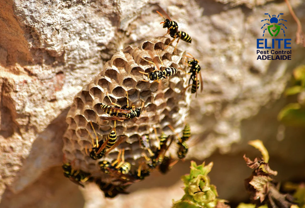 How do I get rid of a wasp nest in Adelaide