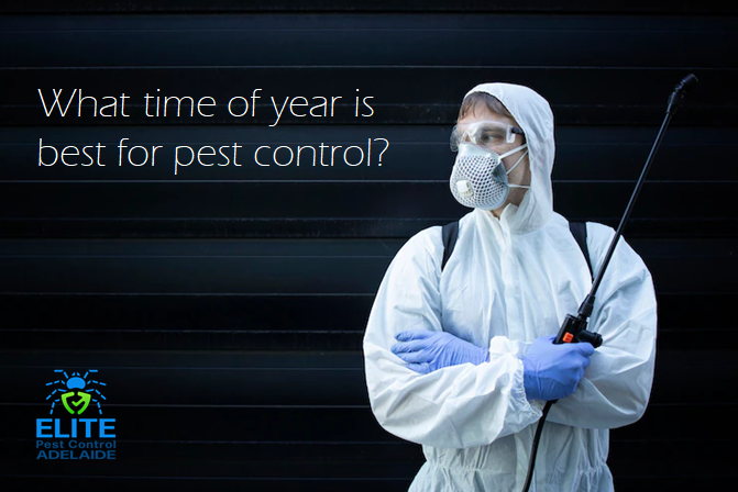 What time of year is best for pest control?
