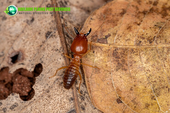 How often do I need a termite inspection?