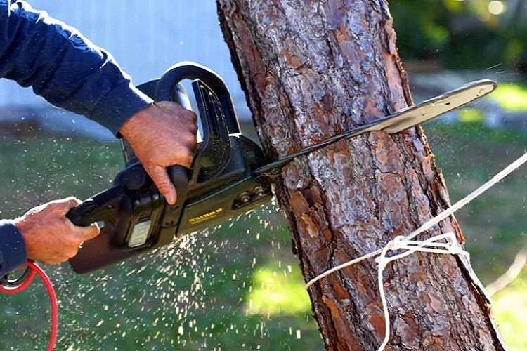 Things You Need To Consider While You Hire Tree Removal Company