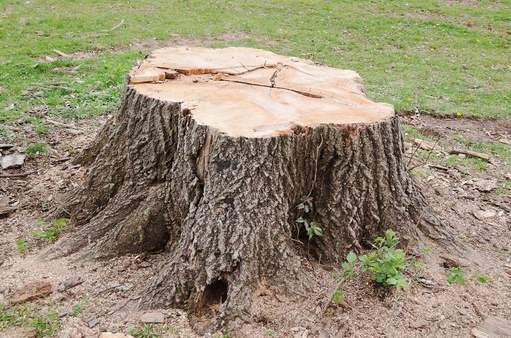3 Reasons Why You Should Consider Tree Stump Removal Adelaide