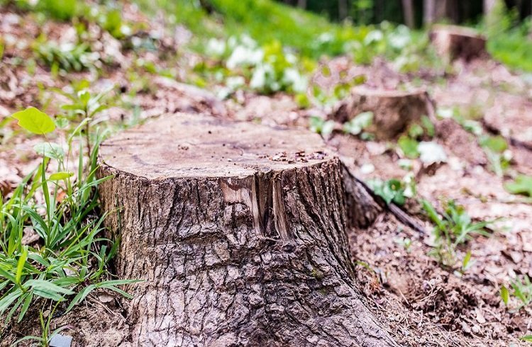 What is the Cheapest way to Get Rid of a Tree Stump?