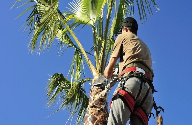 How Do I Get Rid of an Unwanted Palm Tree?