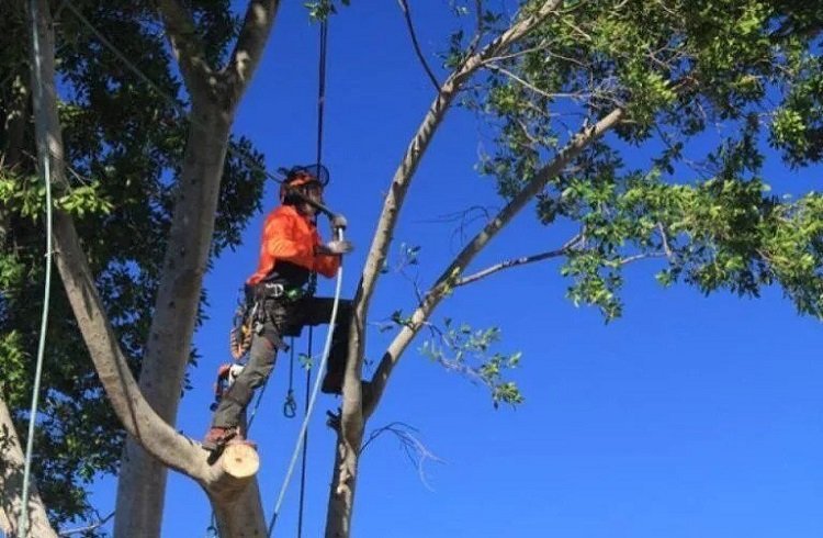 How to Find an Expert Tree Removal Service in Adelaide?
