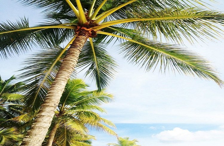 When Should Palm Trees Be Removed?