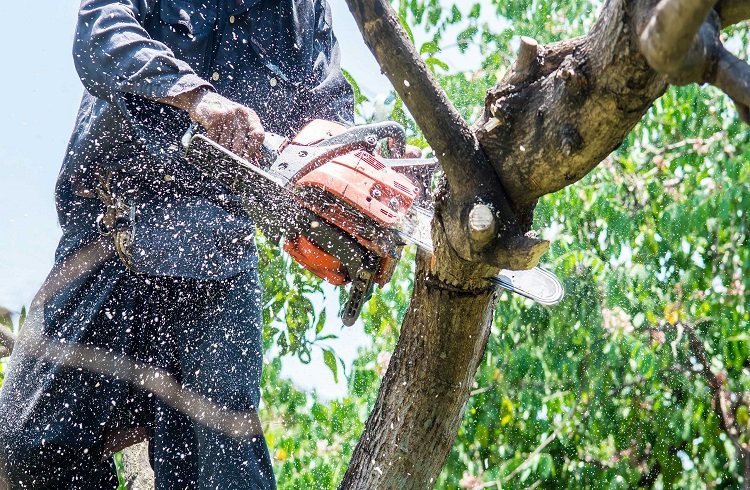How Do You Prepare for Tree Removal?