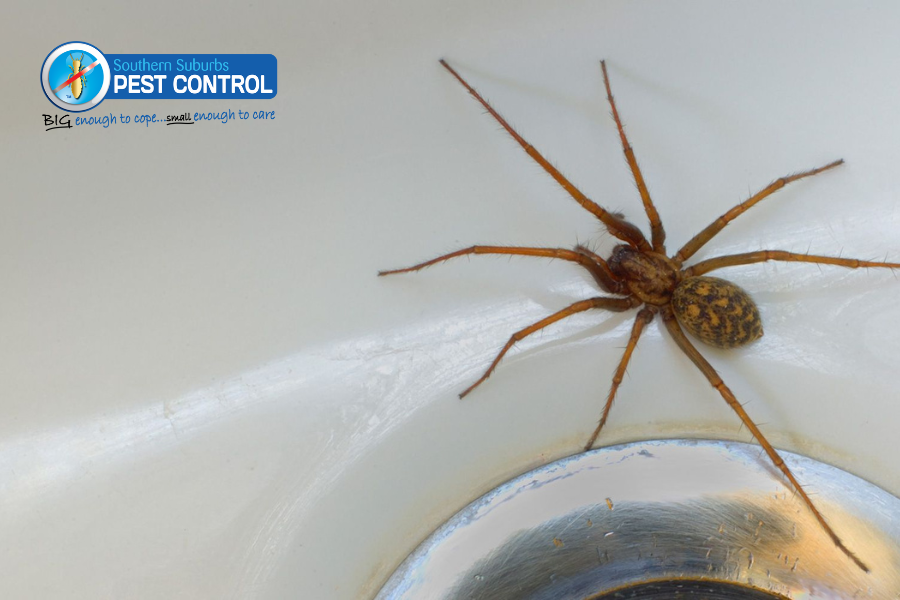 How Professional Pest Control Can Help With Spider Infestations?