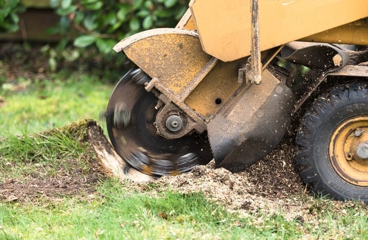 Is it Better to Grind or Remove a Stump?