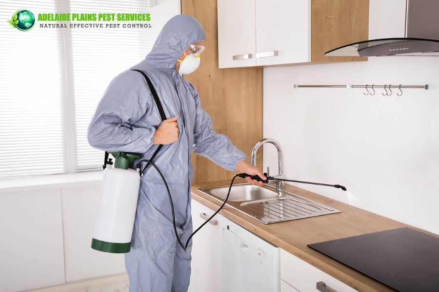 Things That Attract Termites to Your Home