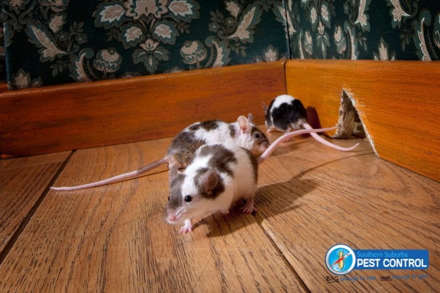 Signs of Rats Infestation