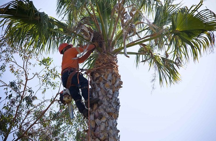 Are Palm Trees Easy to Remove?