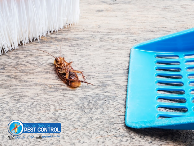 Symptoms and Signs That You Have a Cockroach Infestation